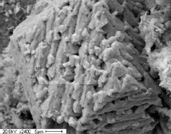 tenorite scale sem